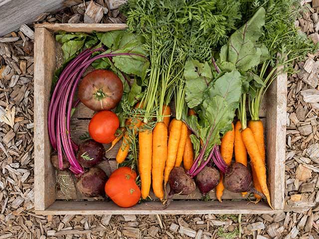 carrots, beets and tomatotes fill a shallow box